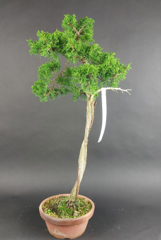 Bonsai - Wacholder, Juniperus Chinensis Literat, Japan