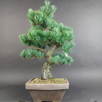 Bonsai - Mädchenkiefer, Pinus Pentaphylla, Japan