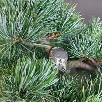 Bonsai - Mädchenkiefer, Pinus Pentaphylla, Japan