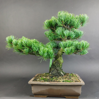 Bonsai - Mädchenkiefer, Pinus Pentaphylla, Japan