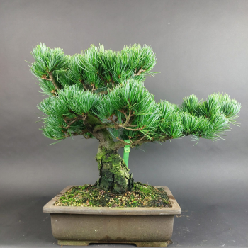Bonsai - Mädchenkiefer, Pinus Pentaphylla, Japan
