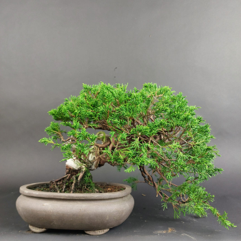 Bonsai - Wacholder, Juniperus Chinensis, Shohin, Japan