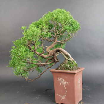 Bonsai - Wacholder, Juniperus Chinensis, Japan
