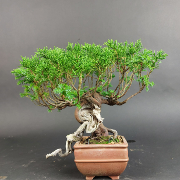 Bonsai - Wacholder, Juniperus Chinensis, Masahiko Kimura, Shohin