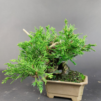 Bonsai - Wacholder, Juniperus Chinensis, Shohin