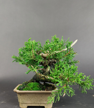 Bonsai - Wacholder, Juniperus Chinensis, Shohin