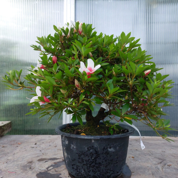 Preview: Bonsai - Jap. Satsuki Azalee, Hi no Maru