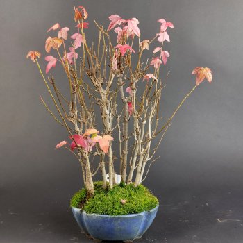 Preview: Bonsai - Dreispitzahorn, Acer Buergerianum Forest