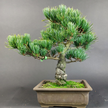 Bonsai - Mädchenkiefer, Pinus Pentaphylla, Japan