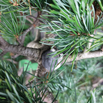 Preview: Bonsai - Mädchenkiefer, Pinus Pentaphylla, Japan