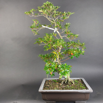 Preview: Bonsai - Jap. Satsuki Azalee, Shiho no Tsuki