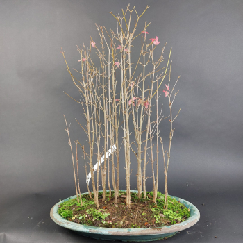 Bonsai - Dreispitzahorn, Acer Buergerianum Forest