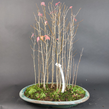 Preview: Bonsai - Dreispitzahorn, Acer Buergerianum Forest