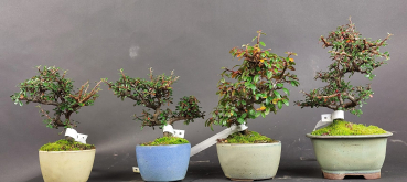 Bonsai - Zwergmispel, Cotoneaster horizontalis, Shohin, Japan, Preis pro Stück/Pflanze