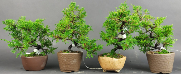 Bonsai - Wacholder, Juniperus Chinensis, Japan, Preis pro Stück/Pflanze