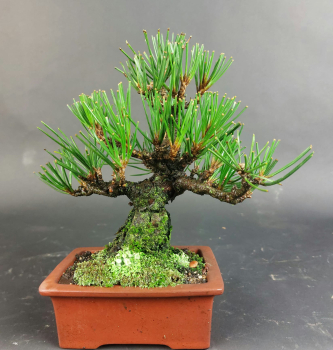 Bonsai - Pinus Thunbergii, Schwarzkiefer, Japan