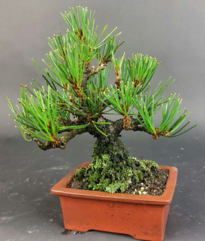 Preview: Bonsai - Pinus Thunbergii, Schwarzkiefer, Japan