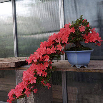 Bonsai - Jap. Satsuki Azalee, Togenkyo