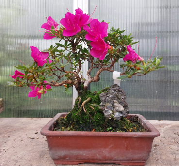 Bonsai - Jap. Satsuki Azalee, Hoshi no Kagayaki