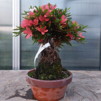 Preview: Bonsai - Jap. Satsuki Azalee, Goho-no-Hikari