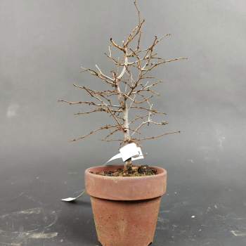 Bonsai - Zelkova Serrata