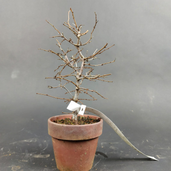 Preview: Bonsai - Zelkova Serrata