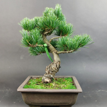 Bonsai - Mädchenkiefer, Pinus Pentaphylla, Japan