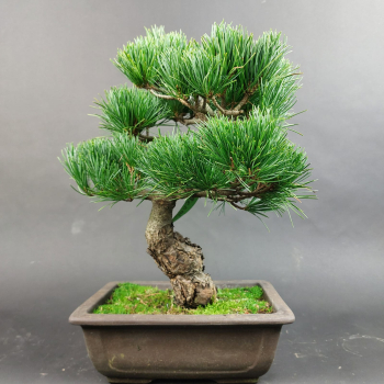 Preview: Bonsai - Mädchenkiefer, Pinus Pentaphylla, Japan