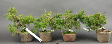 Preview: Bonsai - Wacholder, Juniperus Chinensis, Japan, Preis pro Stück/Pflanze