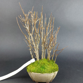 Preview: Bonsai - Trident Maple, Acer Buergerianum Forest