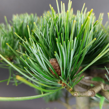 Preview: Bonsai - Mädchenkiefer, Pinus Pentaphylla, Japan