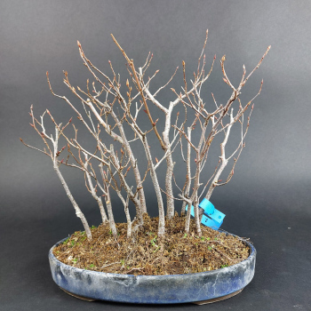 Preview: Bonsai - Hainbuche, Carpinus Laxiflora, Japan