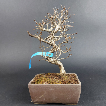 Preview: Bonsai - Hainbuche, Carpinus Coreana, Japan