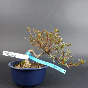 Bonsai - Jap. Satsuki Azalee, Hoshi no Kagayaki, Shohin