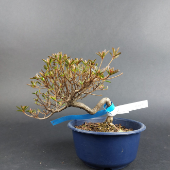 Bonsai - Jap. Satsuki Azalee, Hoshi no Kagayaki, Shohin