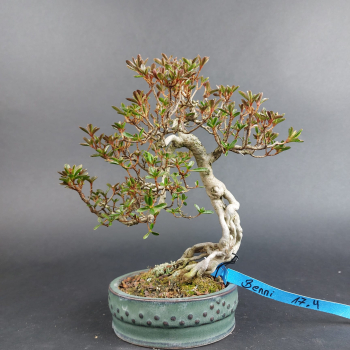 Bonsai - Japanese Satsuki Azalea, Hoshi no Kagayaki