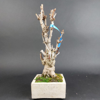 Bonsai - Ginkgo Biloba, Japan