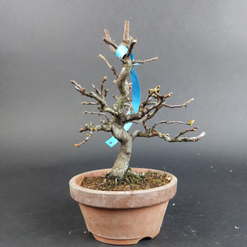 Bonsai - Quitte, Cydonia Sinensis, Shohin