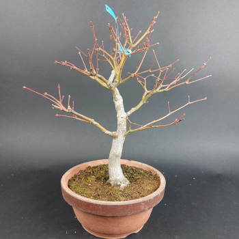 Bonsai - Japanese Maple, Acer Palmatum Itaya