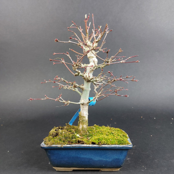 Preview: Bonsai - Fächerahorn, Acer Palmatum Yamamomiji