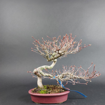 Bonsai - Fächerahorn, Acer Palmatum Yamamomiji