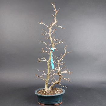 Bonsai - Japanese hornbeam, Carpinus Laxiflora