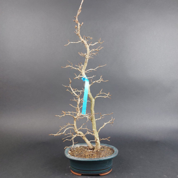 Bonsai - Japanese hornbeam, Carpinus Laxiflora