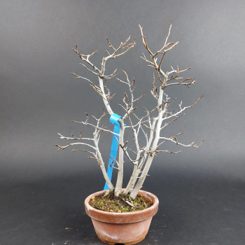 Bonsai - Kerbbuche, Fagus Crenata, Japan