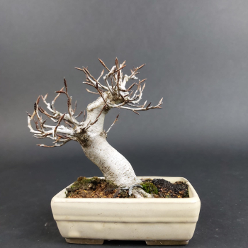 Preview: Bonsai - Kerbbuche, Fagus Crenata, Shohin, Japan