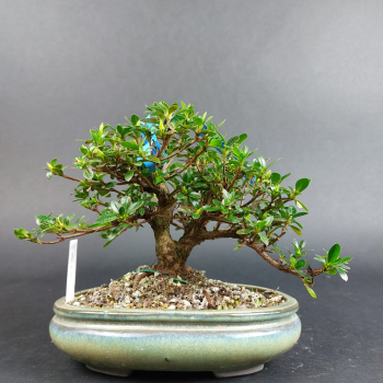 Bonsai - Jap. Satsuki Azalee, Shohin