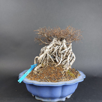 Preview: Bonsai - Zelkova Nire