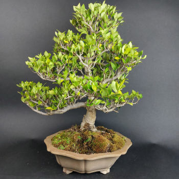 Preview: Bonsai - Gardenia jasminoides
