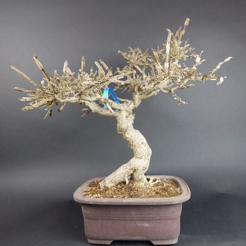 Bonsai - Euonymus alatus