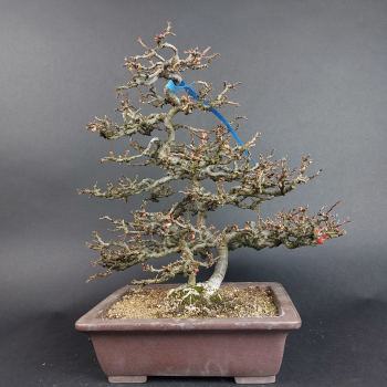 Bonsai - Zierquitte, Chaenomeles speciosa, Chojubai